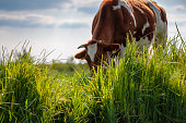 Grazing cow with brown and white spots in green pasture. Grazing cattle in pasture along the waterfront in a dutch polder landscape