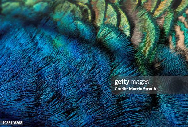 creative brief - nature and wildlife - pavone foto e immagini stock