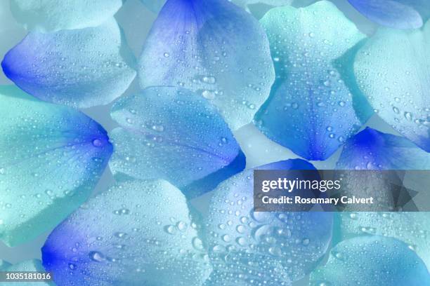 rose petals with water drops digitally altered. - blue flowers stock-fotos und bilder