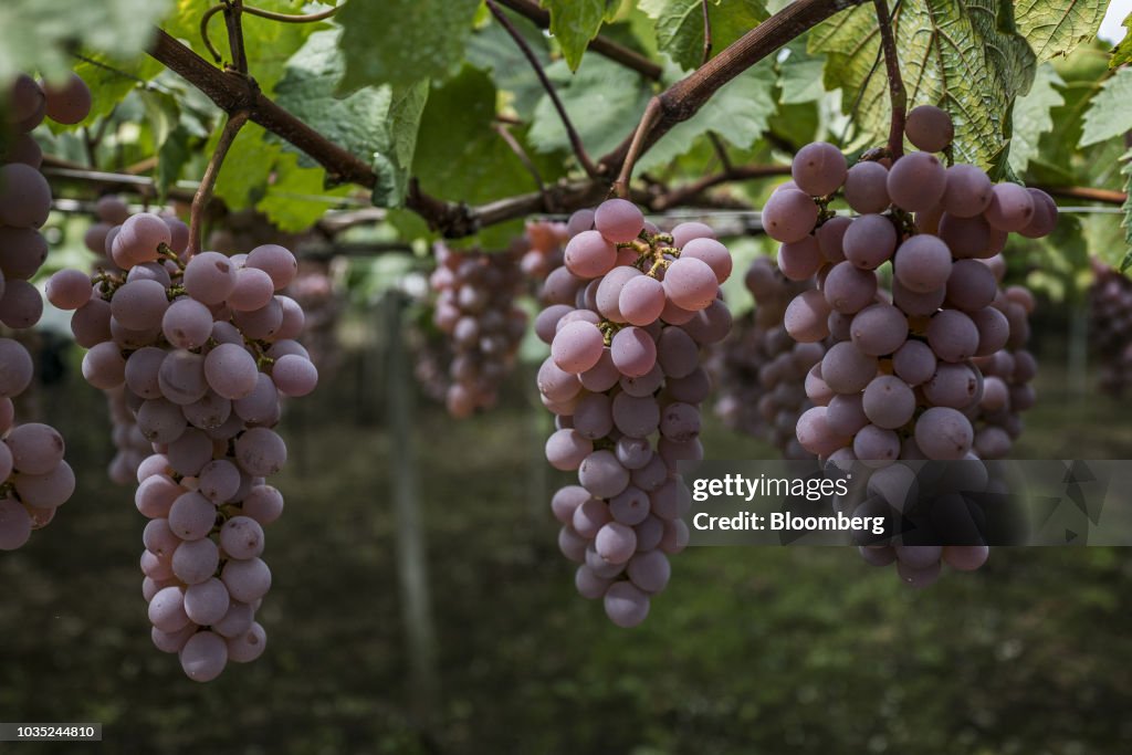 Inside the Chateau Mercian Katsunuma Winery As Japan's Oldest Winemaker Readies for European Grape Onslaught