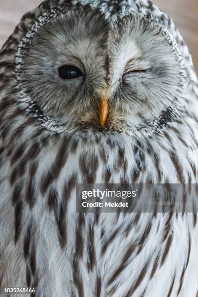 portrait of the ural owl in hokkaid, japan - ural owl stock-fotos und bilder