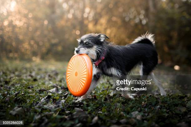 dog playing with frisbee disc - autumn dog stock pictures, royalty-free photos & images