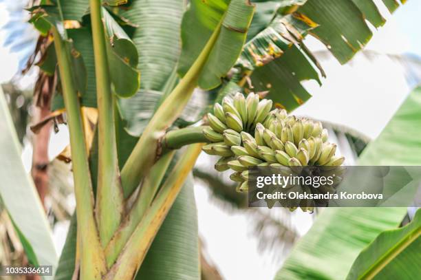 banana tree with lush leaves and bunches of fruit. - plantain tree photos et images de collection