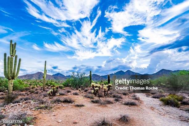 arizona desert landscape and skyscspe - südwesten stock-fotos und bilder