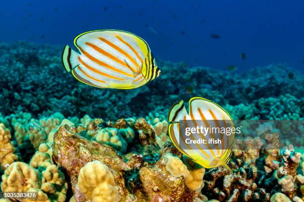 一對華麗的 butterflyfishes chaetodon ornatissimus 在珊瑚礁, 大島, 夏威夷 - 蝴蝶魚 個照片及圖片檔