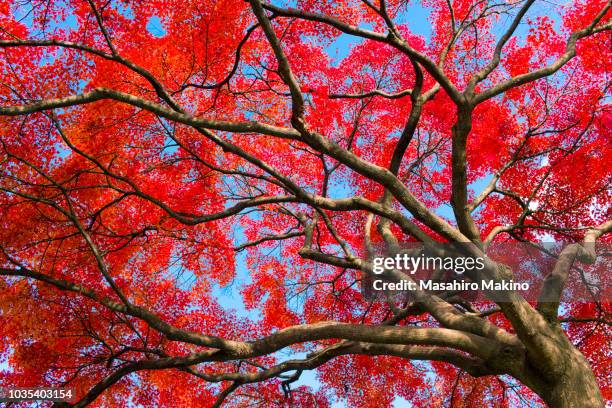 red japanese maple leaves - arce rojo fotografías e imágenes de stock