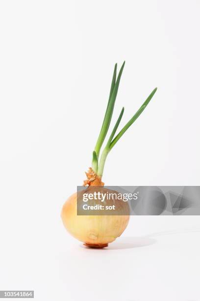 sprout onion - onion stock pictures, royalty-free photos & images