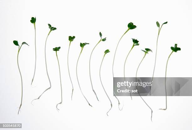 daikon radish sprouts  - plants white background photos et images de collection