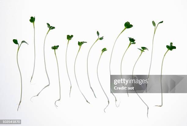 daikon radish sprouts - daikon stock pictures, royalty-free photos & images