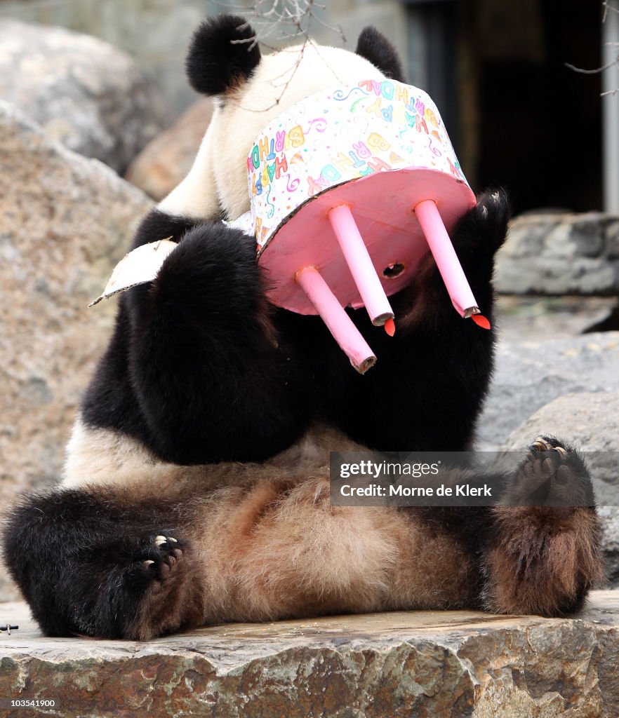 Adelaide Panda Funi Celebrates First Australian Birthday