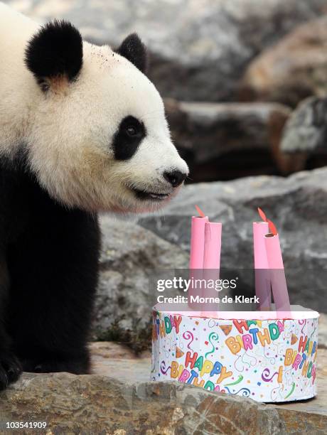 Funi the Panda inspects her birthday cake to celebrate her first Australian birthday at Adelaide Zoo on August 23, 2010 in Adelaide, Australia. Funi,...