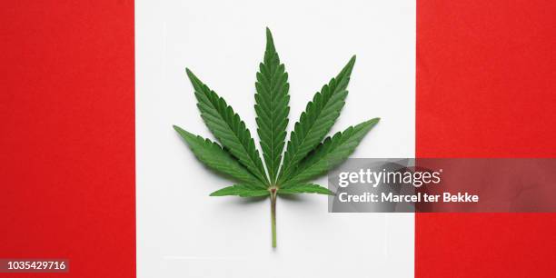 cannabis leaf on canadian flag - cannabis leaf fotografías e imágenes de stock