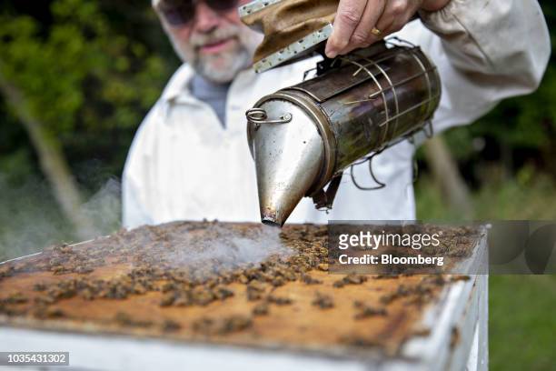Beekeeper uses a smoker while preparing to collect honey from a beehive in Merango, Illinois, U.S., on Monday, Sept. 10, 2018. Beekeepers in the U.S....