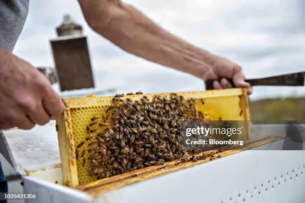 Beekeeper inspects a frame from a beehive in Merango, Illinois, U.S., on Monday, Sept. 10, 2018. Beekeepers in the U.S. Reported an increase in...