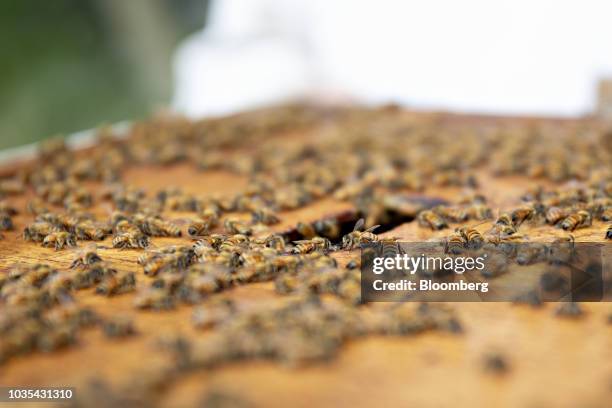 Buckfast bees gather on top of a beehive in Merango, Illinois, U.S., on Monday, Sept. 10, 2018. Beekeepers in the U.S. Reported an increase in...