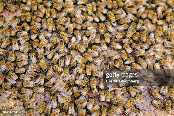 Buckfast honey bees gather on a frame from a beehive in Merango, Illinois, U.S., on Monday, Sept. 10, 2018. Beekeepers in the U.S. Reported an...