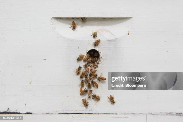 Buckfast honey bees gather near the entrance to a beehive in Merango, Illinois, U.S., on Monday, Sept. 10, 2018. Beekeepers in the U.S. Reported an...