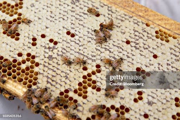 Buckfast honey bees gather on a honey super in Merango, Illinois, U.S., on Monday, Sept. 10, 2018. Beekeepers in the U.S. Reported an increase in...