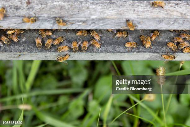Buckfast honey bees gather near the entrance to a beehive in Merango, Illinois, U.S., on Monday, Sept. 10, 2018. Beekeepers in the U.S. Reported an...