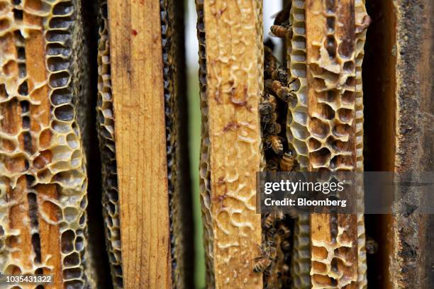 Buckfast honey bees gather in between the frames of a honey super in Merango, Illinois, U.S., on Monday, Sept. 10, 2018. Beekeepers in the U.S....