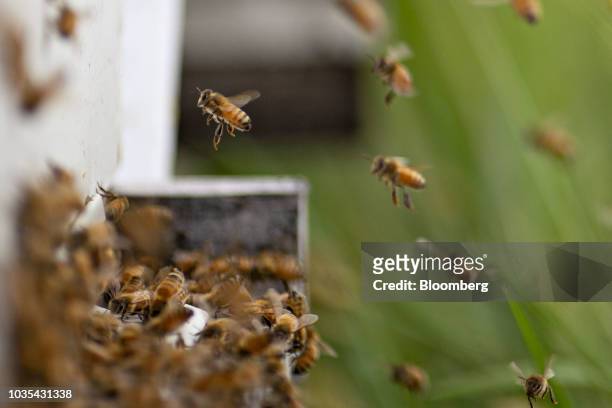 Buckfast honey bees fly near a beehive in Merango, Illinois, U.S., on Monday, Sept. 10, 2018. Beekeepers in the U.S. Reported an increase in honeybee...