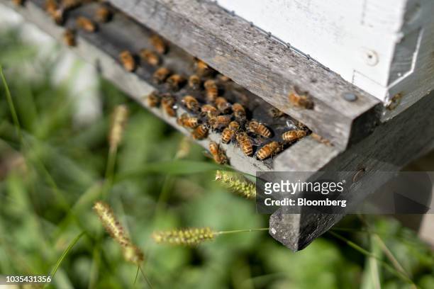 Buckfast honey bees gather near the entrance to a beehive in Merango, Illinois, U.S., on Monday, Sept. 10, 2018. Beekeepers in the U.S. Reported an...