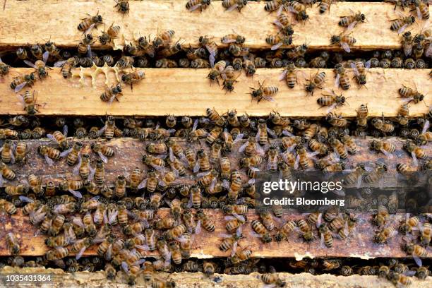 Buckfast honey bees crawl in between the frames of a honey super in Merango, Illinois, U.S., on Monday, Sept. 10, 2018. Beekeepers in the U.S....