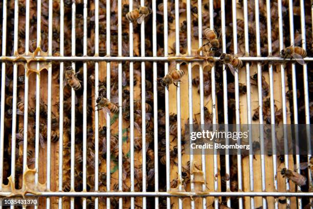Buckfast honey bees gather on a queen excluder in Merango, Illinois, U.S., on Monday, Sept. 10, 2018. Beekeepers in the U.S. Reported an increase in...