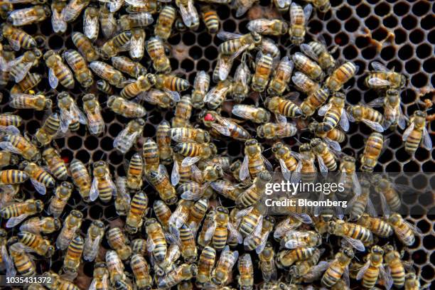 Red dot is seen on the back of a Russian honey bee queen, center, in Merango, Illinois, U.S., on Monday, Sept. 10, 2018. Beekeepers in the U.S....