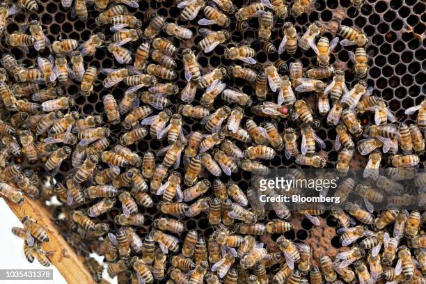 Red dot is seen on the back of a Russian honey bee queen, center right, in Merango, Illinois, U.S., on Monday, Sept. 10, 2018. Beekeepers in the U.S....