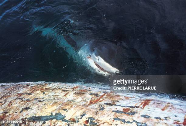 Le corps d'une jeune baleine bleue est attaqué par un requin tigre après avoir agonisé pendant plus d'un mois dans la baie de Prony, le 13 février...