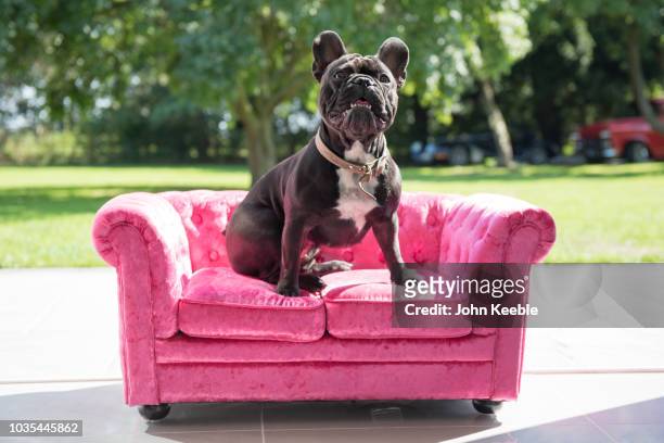 french bulldog sits on small sofa - dierenmand stockfoto's en -beelden