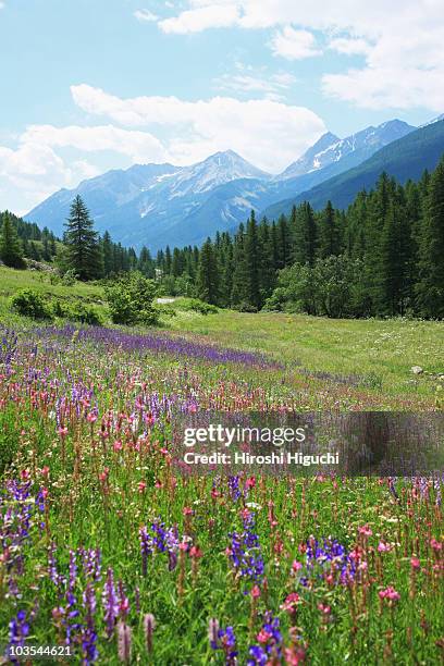 field of wild flowers - french alps flowers stock pictures, royalty-free photos & images