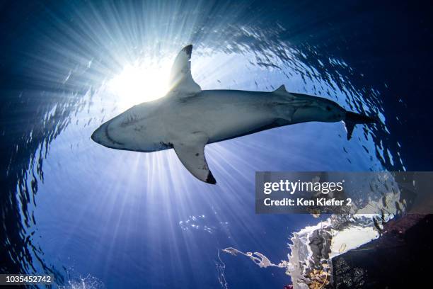 great white shark under diver on boat, guadalupe, mexico - tiburón jaquetón fotografías e imágenes de stock