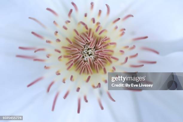 clematis center - stamen stock pictures, royalty-free photos & images
