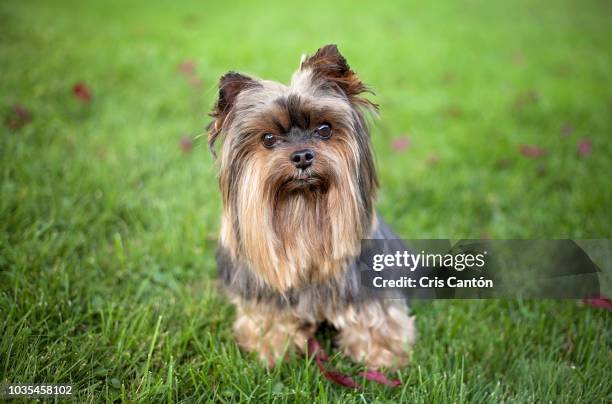 yorkshire terrier - yorkshire terrier playing stock pictures, royalty-free photos & images