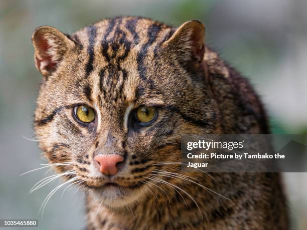 fishing cat looking malicious - prionailurus viverrinus stock pictures, royalty-free photos & images