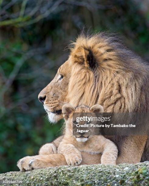 dad lion with son - tierfamilie stock-fotos und bilder