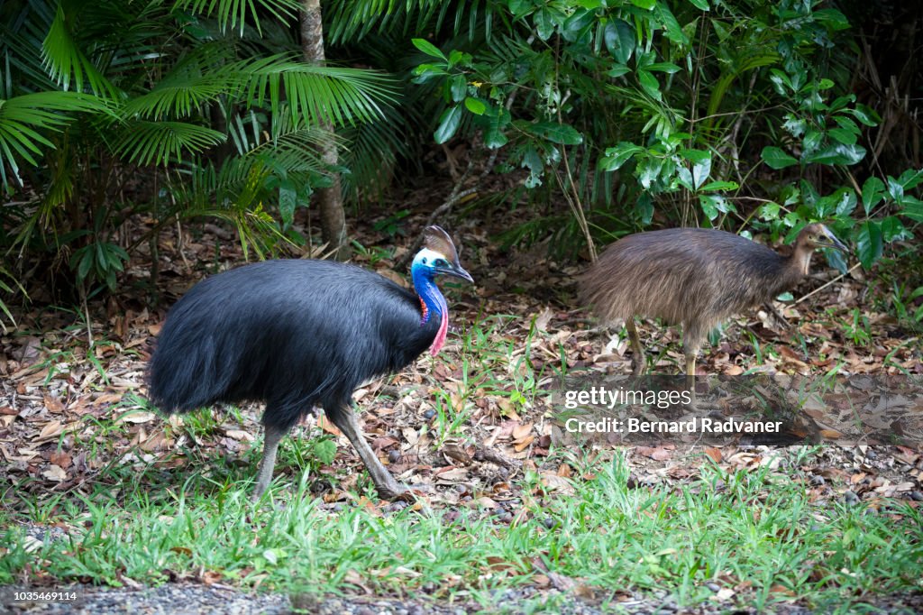 Cassowary bird and its baby in the daintree forest