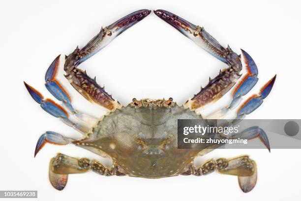 raw crab - crab seafood 個照片及圖片檔