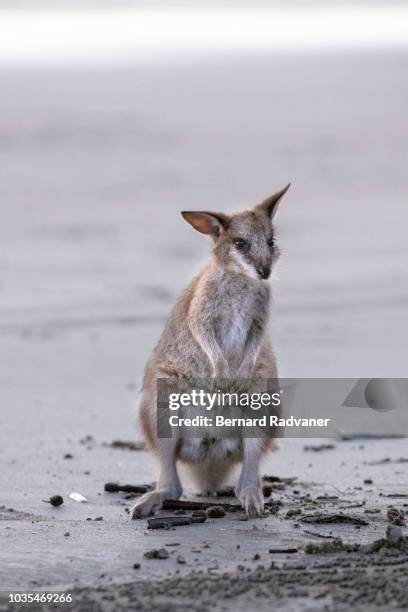 young baby wallaby on a beach - wallaby stock pictures, royalty-free photos & images