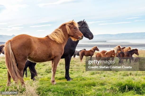 icelandic horses - reykjavik stock pictures, royalty-free photos & images