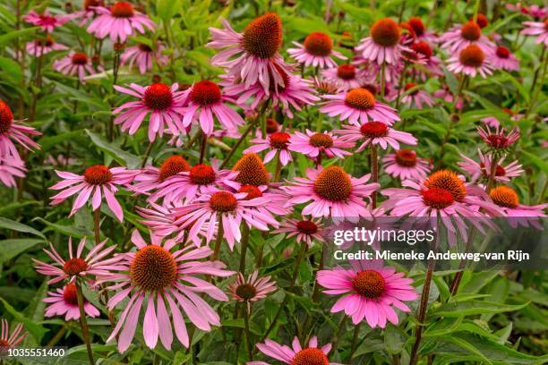 echinacea purpurea 'rubinstern' - zonnehoed stockfoto's en -beelden