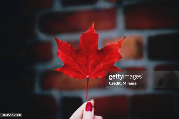 a close up of a woman's hand holding a red maple leaf in autumn, urban mood - red nail polish stockfoto's en -beelden