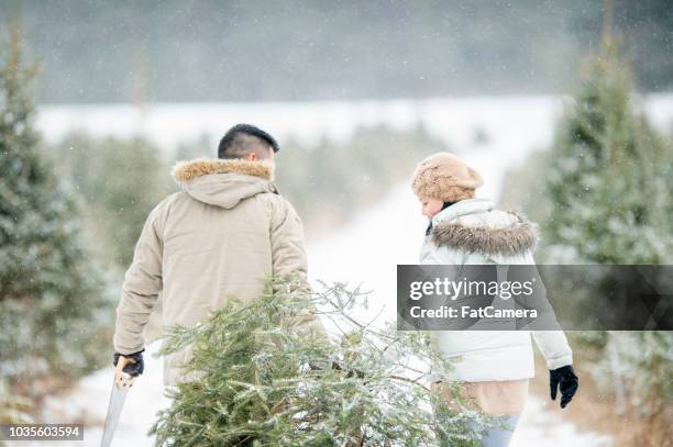 traer un árbol de navidad - christmas tree farm fotografías e imágenes de stock