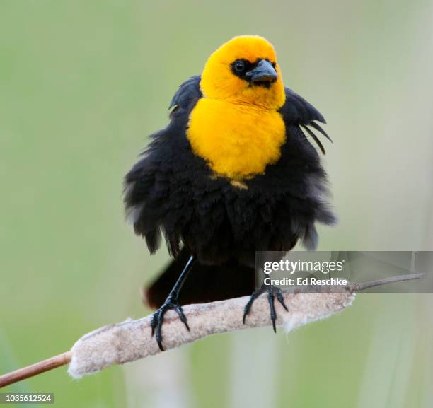 yellow-headed blackbird (xanthocephalus xanthocephalu) male on a cattail - xanthocephalus stock pictures, royalty-free photos & images