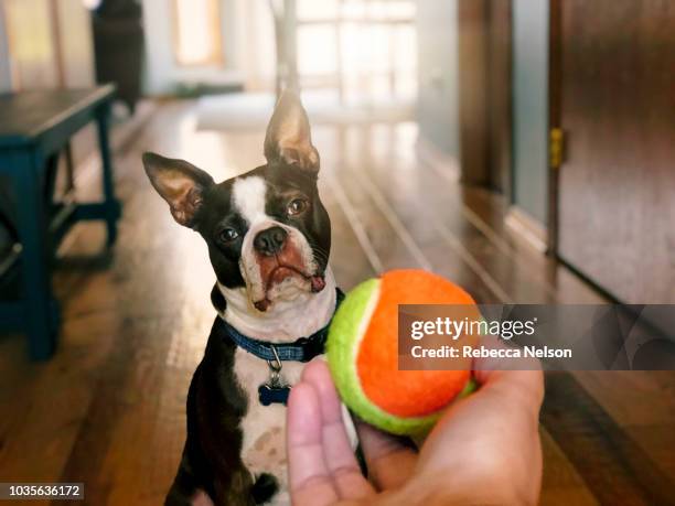 boston terrier dog playing with tennis ball - pampered pets stock pictures, royalty-free photos & images