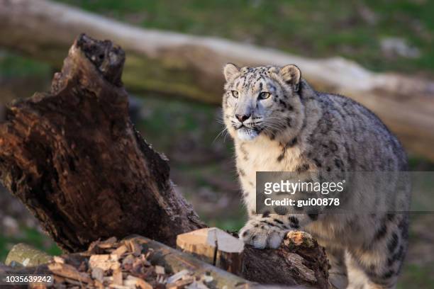 snow leopard - snow leopard stock pictures, royalty-free photos & images