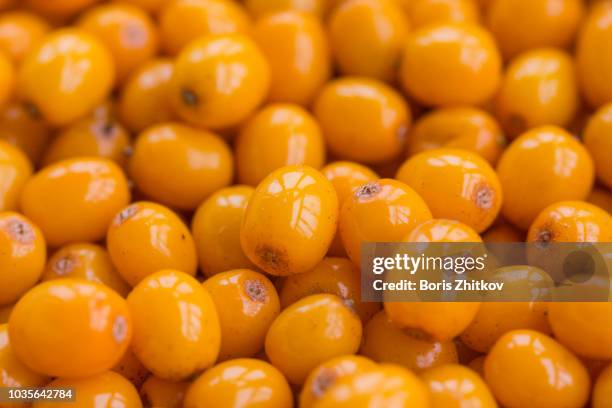sea buckthorn berries. - buckthorn stock pictures, royalty-free photos & images