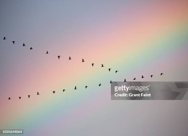 flock of birds in formation flying. - rainbow sky stock-fotos und bilder